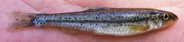 Macrhybopsis marconis (Jordan & Gilbert, 1886)